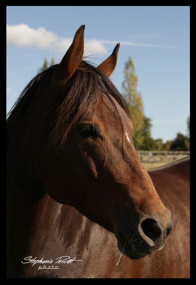 connaissance du cheval,nourriture du cheval,horloge du cheval,température du cheval,espace pour cheval