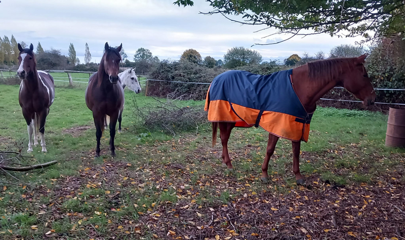 critère pension cheval,pension pour cheval américain,pension en normandie,pension western normandie,formules pension western