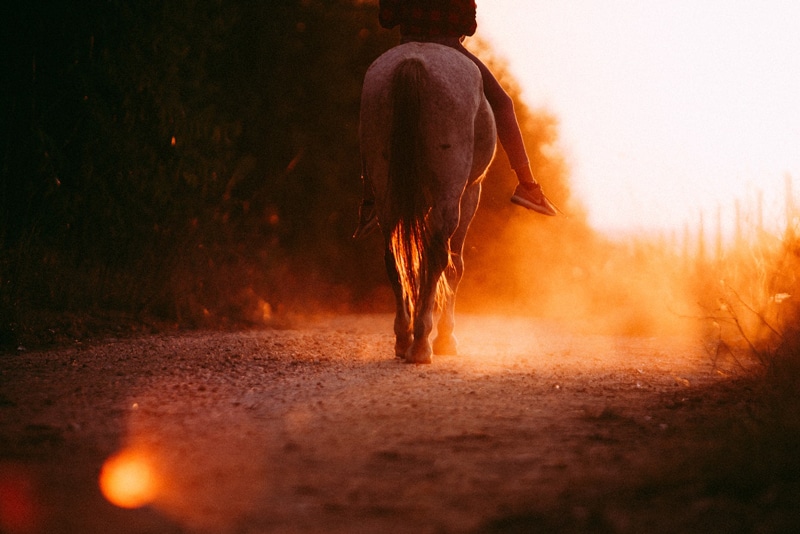 detente du cheval