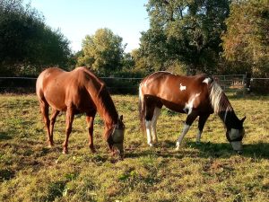 Alimentation du cheval, les fondamentaux.