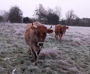 cheval trop vif,dressage à pied,travail à pied du cheval