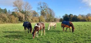 pensions pré,pensions dans un ranch,pension western normandie