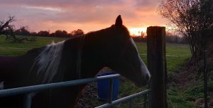 cheval trop vif,dressage à pied,travail à pied du cheval