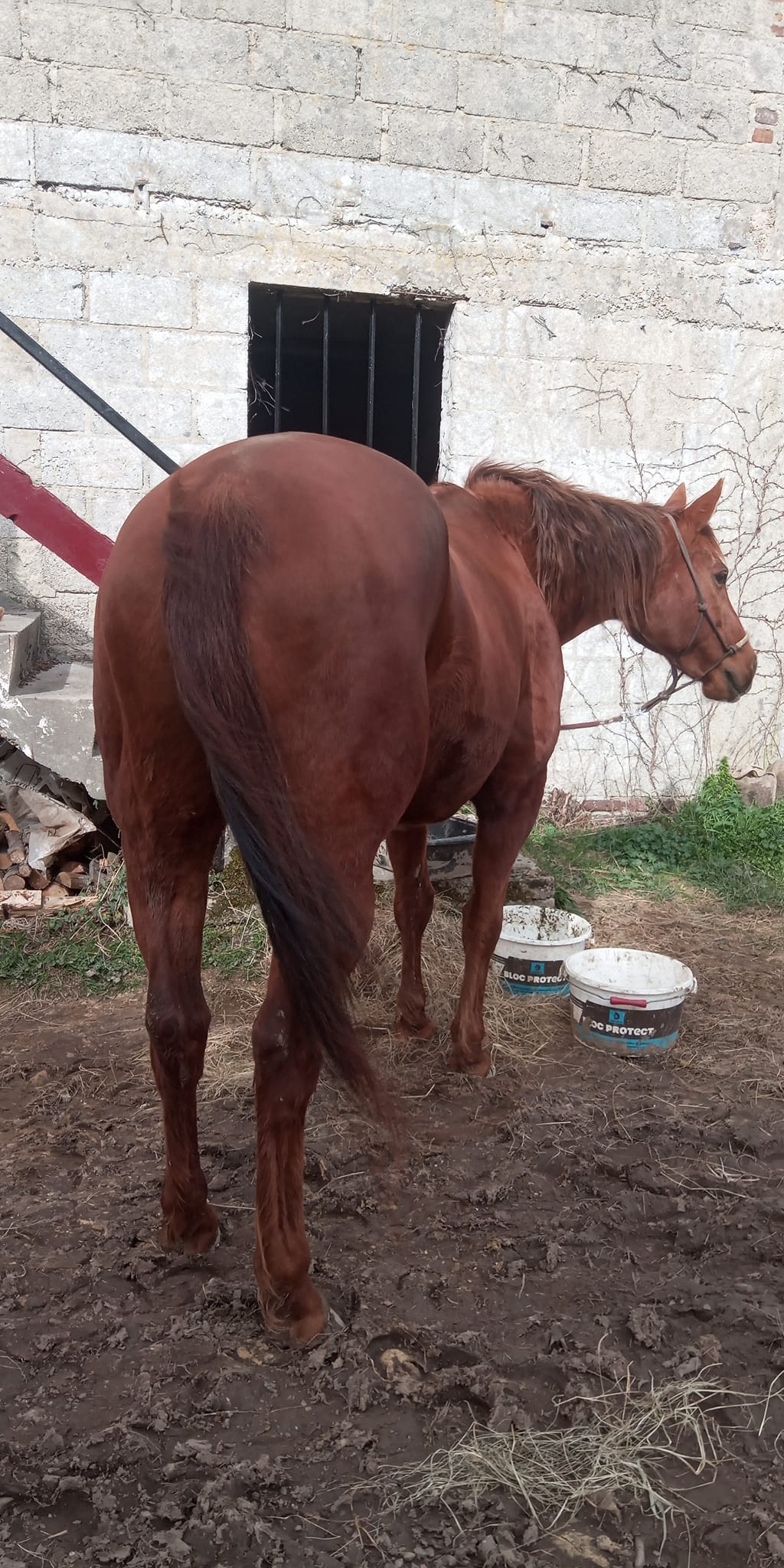 Vie du ranch : la passion du cheval - Ranch de la boscraie